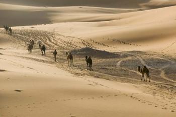 MOROCCO, Tafilalt, Camel Caravan, Erg Chebbi Dunes | Obraz na stenu