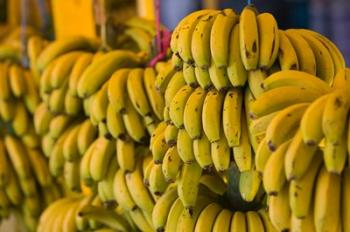 MOROCCO, Atlantic Coast, TAMRI, Market bananas | Obraz na stenu