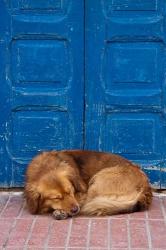 Sleeping Dog, Essaouira, Morocco | Obraz na stenu
