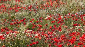 Poppy Wildflowers in Southern Morocco | Obraz na stenu