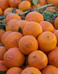Oranges for sale in Fes market Morocco | Obraz na stenu