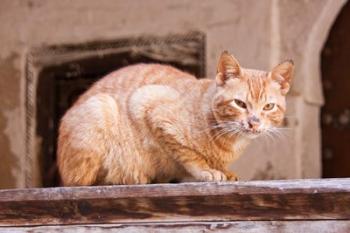 Stray Cat in Fes Medina, Morocco | Obraz na stenu