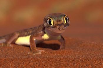 Web-footed Gecko, Namib National Park, Namibia | Obraz na stenu