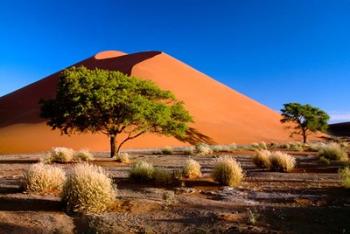 Trees with Sossosvlei Dunes, Namib-Naukluff Park, Namibia | Obraz na stenu