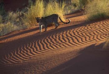 Leopard on sand dunes, Namib-Naukluft Park, Namibia | Obraz na stenu