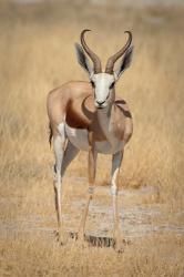 Front view of standing springbok, Etosha National Park, Namibia, Africa | Obraz na stenu