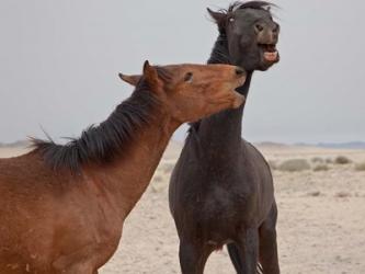 Namibia, Garub. Herd of feral horses playing | Obraz na stenu