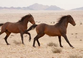 Namibia, Aus, Wild horses in Namib Desert | Obraz na stenu