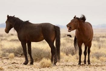 Namibia, Aus. Two wild horses on the Namib Desert. | Obraz na stenu