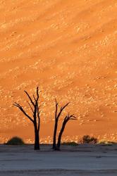 Namibia, Namib-Naukluft, Sossusvlei Desert, Dead Vlei | Obraz na stenu