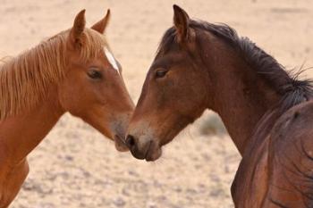 Namibia, Garub. Pair of feral horses | Obraz na stenu