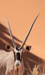 Close-up of Oryx, Namib-Naukluft Park, Namibia, Africa | Obraz na stenu