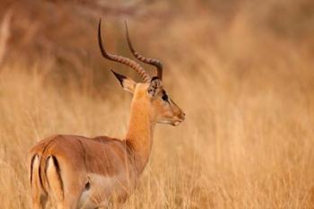 Impala in tall Bushman grass, Mahango Game Reserve, Namibia | Obraz na stenu