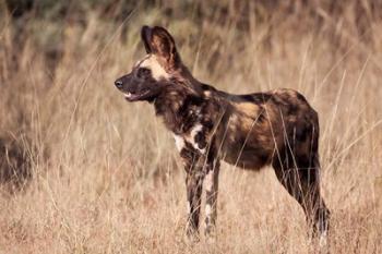 Namibia, Harnas Wildlife, African dog wildlife | Obraz na stenu