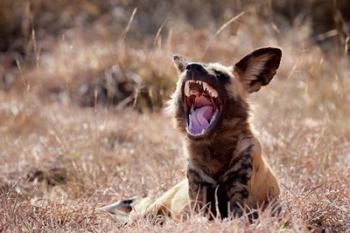 Namibia, Harnas Wildlife, African wild dog wildlife | Obraz na stenu