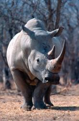 White Square-Lipped Rhino, Namibia | Obraz na stenu