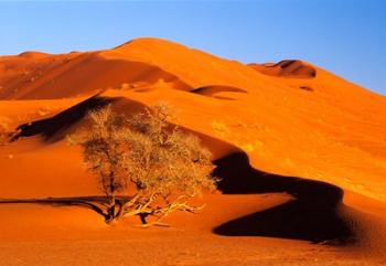Elim Dune Overcomes, Sesriem, Namib Naukluft Park, Namibia | Obraz na stenu