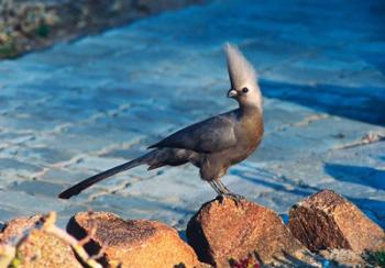 Grey Go-Away Bird, Namibia | Obraz na stenu
