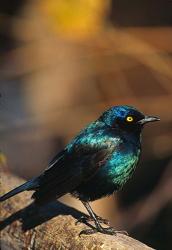 Namibia. Lesser Blue-eared Glossy Starling bird | Obraz na stenu