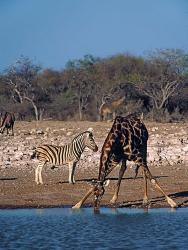 Namibia, Etosha NP, Angolan Giraffe, zebra | Obraz na stenu