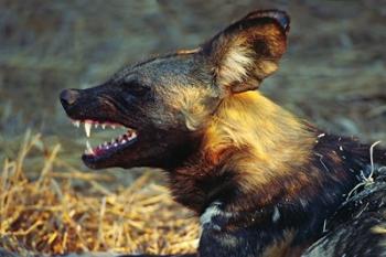 Namibia. Portrait of a wild dog | Obraz na stenu