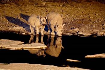 Namibia, Etosha NP, Black Rhino wildlife, waterhole | Obraz na stenu