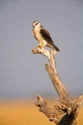 Africa, Naminia, Etosha NP, Black Winged Kite bird | Obraz na stenu