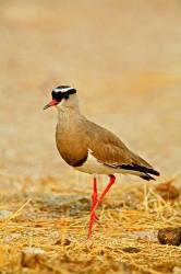Africa, Namibia. Crowned Plover or Lapwing | Obraz na stenu