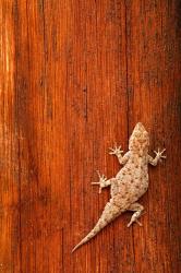 Tokay Gecko lizard, Striated Wood, Africa | Obraz na stenu