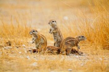 Namibia, Etosha NP. Cape Ground Squirrel | Obraz na stenu