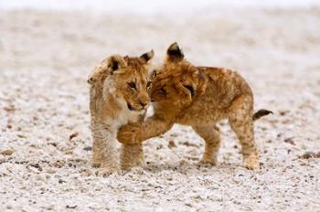 Africa, Two lion cubs play fighting on the Etosha Pan | Obraz na stenu