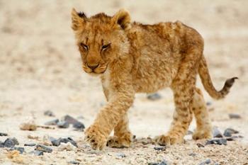 Namibia, Etosha NP. Lion, Stoney ground | Obraz na stenu