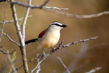 Three Streaked Tchagra bird, Etosha NP, Namibia | Obraz na stenu