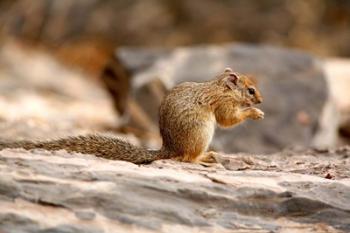 Africa. Tree Squirrel feeding on the ground | Obraz na stenu