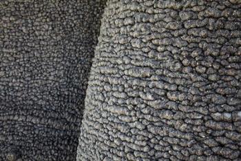 Bark of baobab tree, Nyae Nyae Conservancy, near Tsumkwe, Namibia | Obraz na stenu