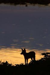 Black-backed jackal, Okaukuejo waterhole, Etosha NP, Namibia, Africa. | Obraz na stenu