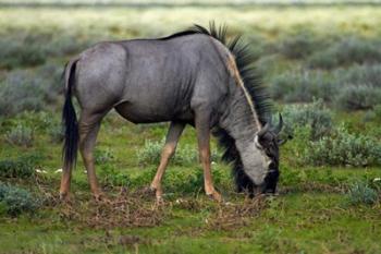 Blue wildebeest, Etosha National Park, Namibia | Obraz na stenu