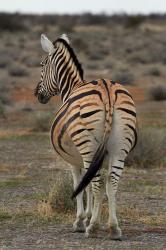 Burchells zebra with mismatched stripes, Etosha NP, Namibia, Africa. | Obraz na stenu