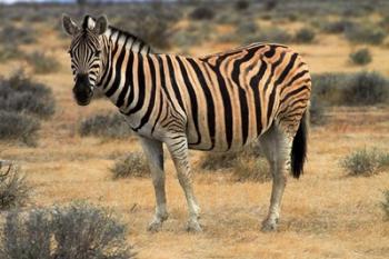 Burchells zebra, burchellii, Etosha NP, Namibia, Africa. | Obraz na stenu