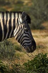 Zebra's head, Namibia, Africa. | Obraz na stenu