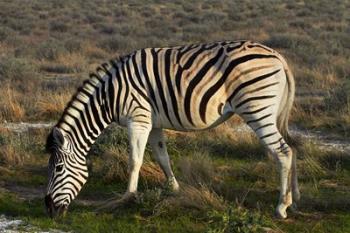 Zebra grazing, burchellii, Etosha NP, Namibia, Africa. | Obraz na stenu