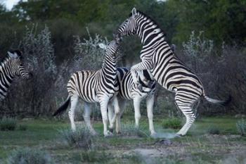 Burchell's zebra fighting, Etosha National Park, Namibia | Obraz na stenu