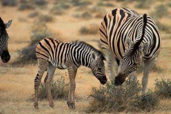 Burchell's zebra foal and mother, Etosha National Park, Namibia | Obraz na stenu