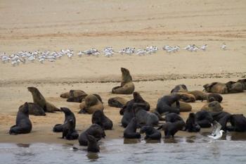 Cape Fur Seal colony at Pelican Point, Walvis Bay, Namibia, Africa. | Obraz na stenu