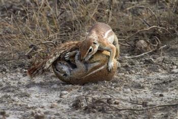 Cape ground squirrels fighting, Etosha NP, Namibia, Africa. | Obraz na stenu