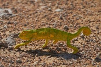 Chameleon, Etosha National Park, Namibia | Obraz na stenu