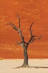 Dead tree, sand dunes, Deadvlei, Namib-Naukluft National Park, Namibia | Obraz na stenu