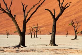 Dead trees with sand dunes, Namibia | Obraz na stenu
