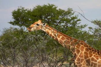 Giraffe, Namibia | Obraz na stenu