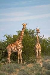 Giraffe, Etosha National Park, Namibia | Obraz na stenu